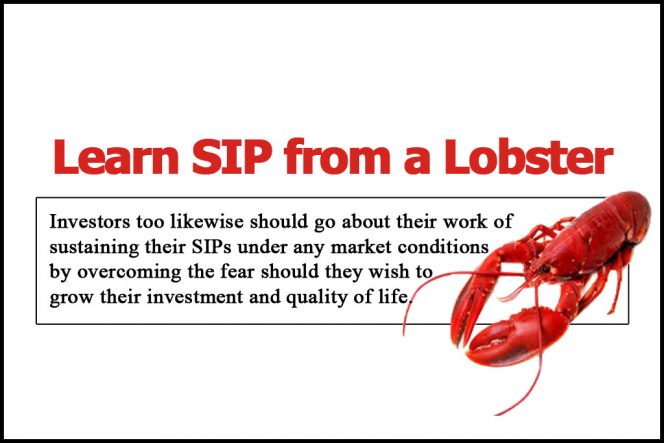 Learn SIP from Lobsters